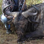Wildebeest