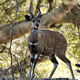 Bushbuck