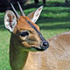 Duiker