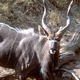 Nyala