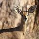 Steenbok