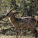 Waterbuck